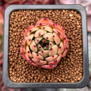Echeveria Agavoides 'Mascarpone' 1" Succulent Plant