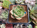 Echeveria 'Monroe Chanel' 1" Succulent Plant