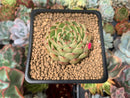 Echeveria 'Melanie' New Hybrid 2" Succulent Plant