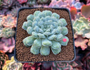 Echeveria 'Hearts Choice' 3" Succulent Plant