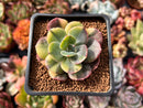 Echeveria 'Blue Metal' Variegated 2" Succulent Plant