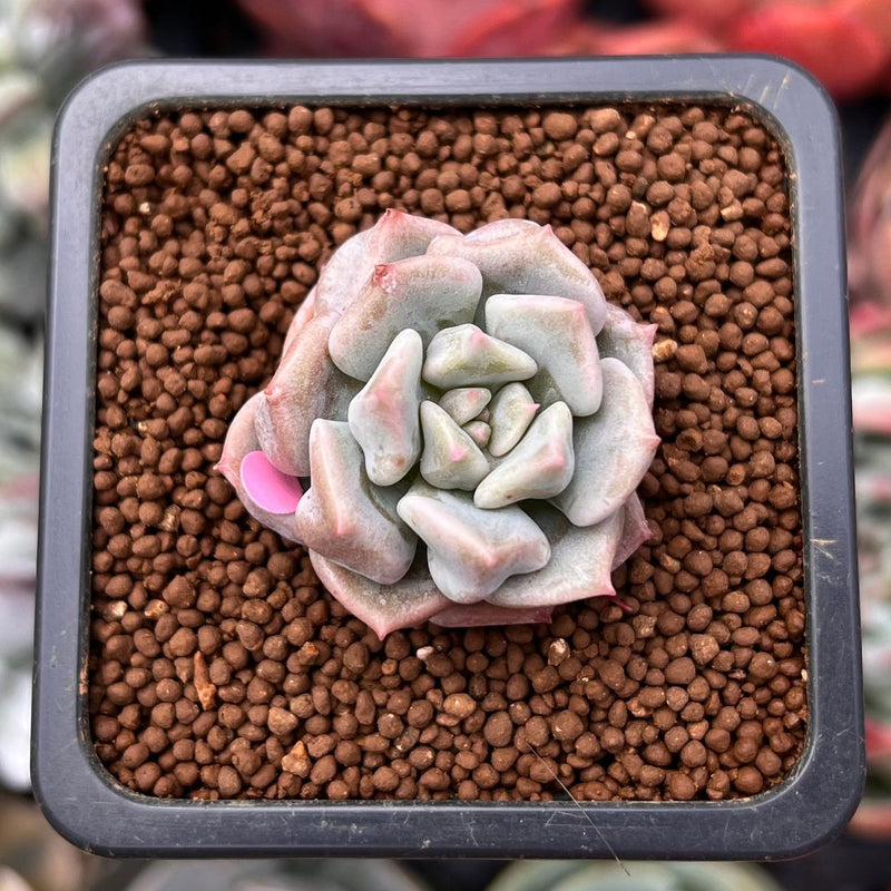 Echeveria 'Cream Puff' 1