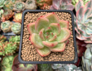 Echeveria Agavoides 'Shallot' 2" Succulent Plant