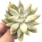 Echeveria 'Tolimanensis' 3" Rare Succulent Plant