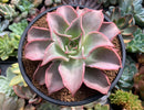 Echeveria 'Madiba' 4" Succulent Plant