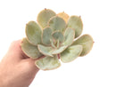 Echeveria 'Slimeball' 5" Succulent Plant