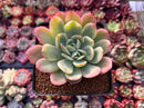 Echeveria 'Luella' Variegated 3" Succulent Plant