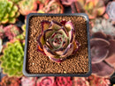 Echeveria Agavoides 'Ebony' 1"-2" Succulent Plant