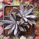 Echeveria 'Unguiculata' 2" Cluster Succulent Plant