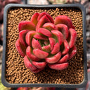 Echeveria Agavoides 'Abaresque' 2" Succulent Plant