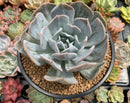 Echeveria 'Manner Queen' (Not Echeveria Exotic) 5" Large Powdery Succulent Plant