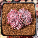 Echeveria 'Florence' Crested 2" Succulent Plant