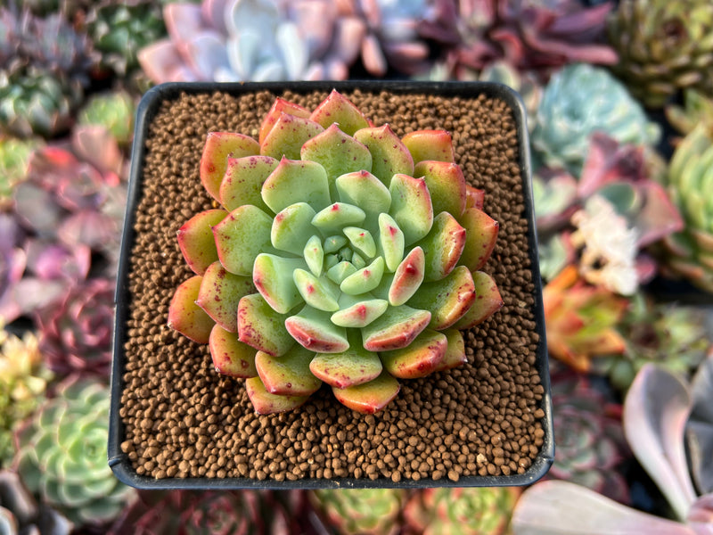 apple succulent Echeveria 'Apple Pie' 2" Succulent Plant – True Succulents Plant Co