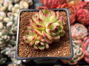 Echeveria 'Moonstone' 2" Cluster Succulent Plant