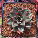 Echeveria 'Monocerotis' Lightly Variegated 2" Succulent Plant