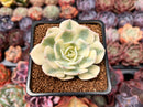 Echeveria 'Compton Carousel' 2" Succulent Plant