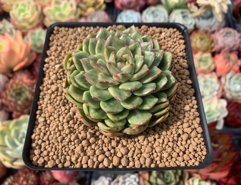 Echeveria Agavoides 'Silky' Variegated 3" Succulent Plant