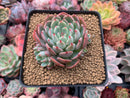 Echeveria 'Nanahukumini' 2"-3" Succulent Plant