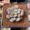 Echeveria 'Moranii' Variegated 1" Succulent Plant