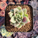Echeveria Agavoides 'Wrinkle Maria' 2" Succulent Plant