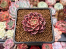 Echeveria 'Ziplet' 1"-2" New Hybrid Succulent Plant