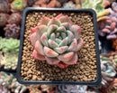 Echeveria 'Colby' 2" Succulent Plant