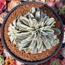 Echeveria 'Fantastic Fountain' 3" Succulent Plant