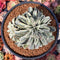 Echeveria 'Fantastic Fountain' 3" Succulent Plant