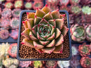 Echeveria Agavoides 'Sarabony' 2" (Seed Grown) Succulent Plant