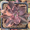 Echeveria 'Hanaikada' Variegated 2"-3" Succulent Plant