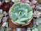 Echeveria 'Peach Girl' 3" Succulent Plant