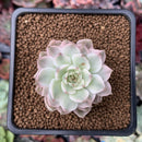 Echeveria 'Margaret' Variegated 1" Succulent Plant