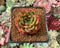 Echeveria Agavoides 'Happy' 2” Succulent Plant