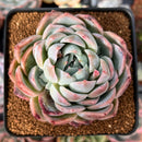 Echeveria 'Lonely Heart' 3" Succulent Plant