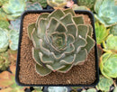 Echeveria 'Kisses' 3" Succulent Plant