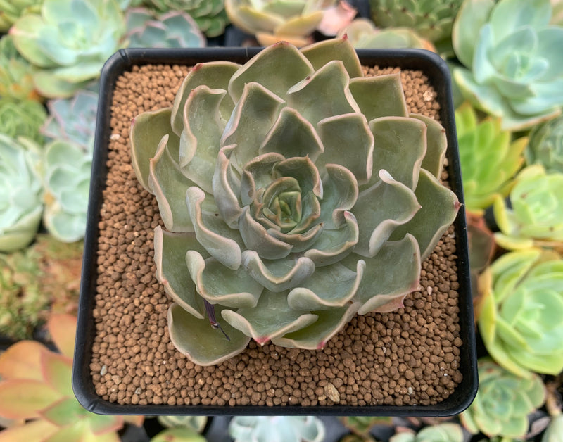 kissing succulent Echeveria 'Kisses' 3" Succulent Plant