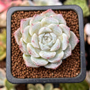 Echeveria sp. 1" Succulent Plant