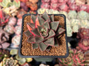 Echeveria 'Monocerotis' Variegated 2" Succulent Plant