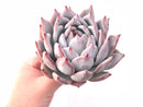 Echeveria Colorata Hybrid Extra Large Specimen 8” Rare Succulent Plant