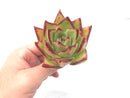 Echeveria Agavoides ‘Maria’ Hybrid 3” Rare Succulent Plant