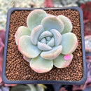 Echeveria 'Icy Green' 2" Succulent Plant