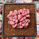 Echeveria 'Polari Heart' 2" Cluster New Hybrid Succulent Plant