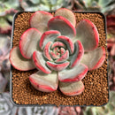 Echeveria 'Glam Pink' 2"-3" Succulent Plant