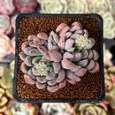 Echeveria 'Hamilton' 2" Cluster Succulent Plant