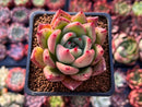 Echeveria Agavoides 'Pink Bonnie' 2" Succulent Plant