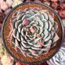 Echeveria 'Chihuahuaensis' 4"-5" Succulent Plant