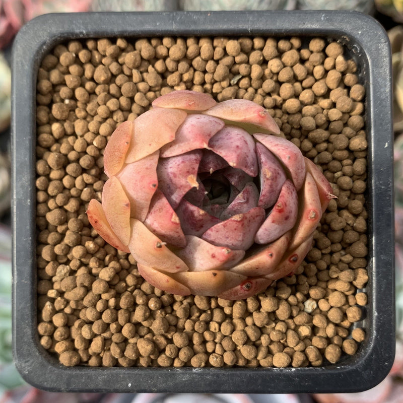 Echeveria 'Esca' 1