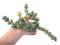 Corpuscalaria 'Lehmannii" Variegated 3"-4" Succulent Plant