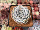 Echeveria 'Snow Bunny' 3" Powdery Succulent Plant
