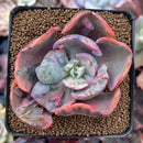 Echeveria 'Beyonce' Variegated 3" Succulent Plant